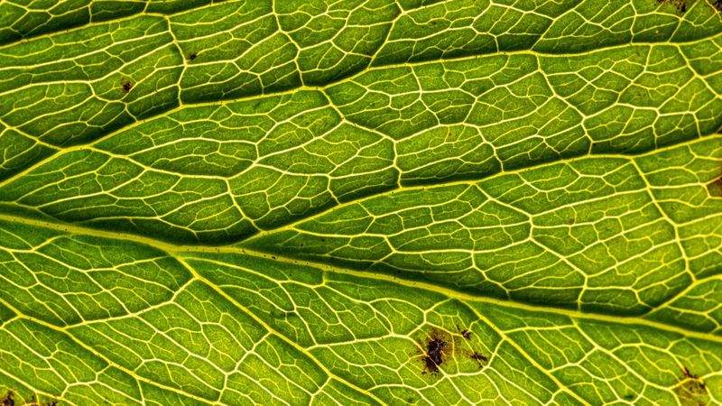 Naturheilkundliche Behandlungen